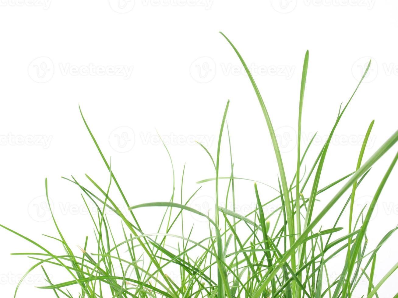 prato di erba verde foto