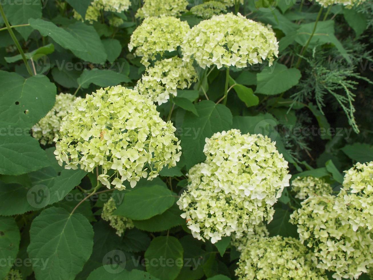 fiore di ortensia bianca foto