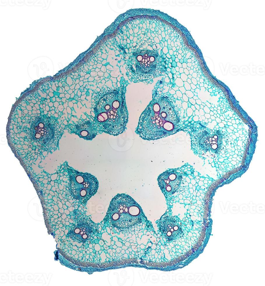 micrografia del gambo di cucurbita foto