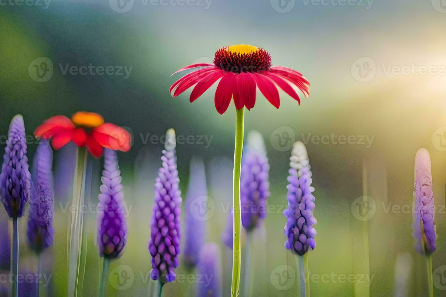 foto sfondo campo, il sole, fiori, il sole, il campo, il sole, il. ai-generato