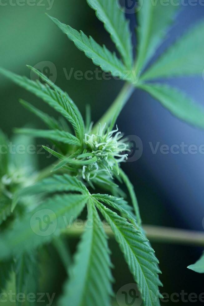 blu gorilla hascisc piccolo pianta nel settimana 5 di fioritura all'aperto crescere sfondo di canapa marijuana mini cuffie vicino su tiro le foglie su medico erba canapa cespugli generativo foto