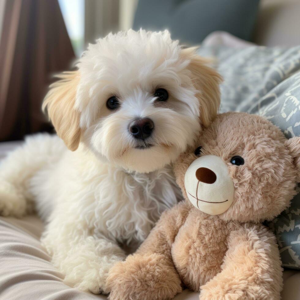 bichon frise con un' soffice orsacchiotto orso tagliare, pronto per coccole foto