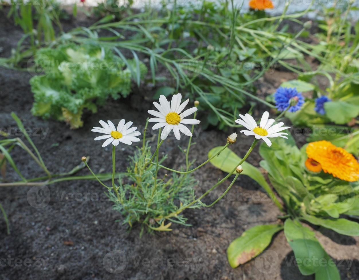 fiore margherita bianca foto