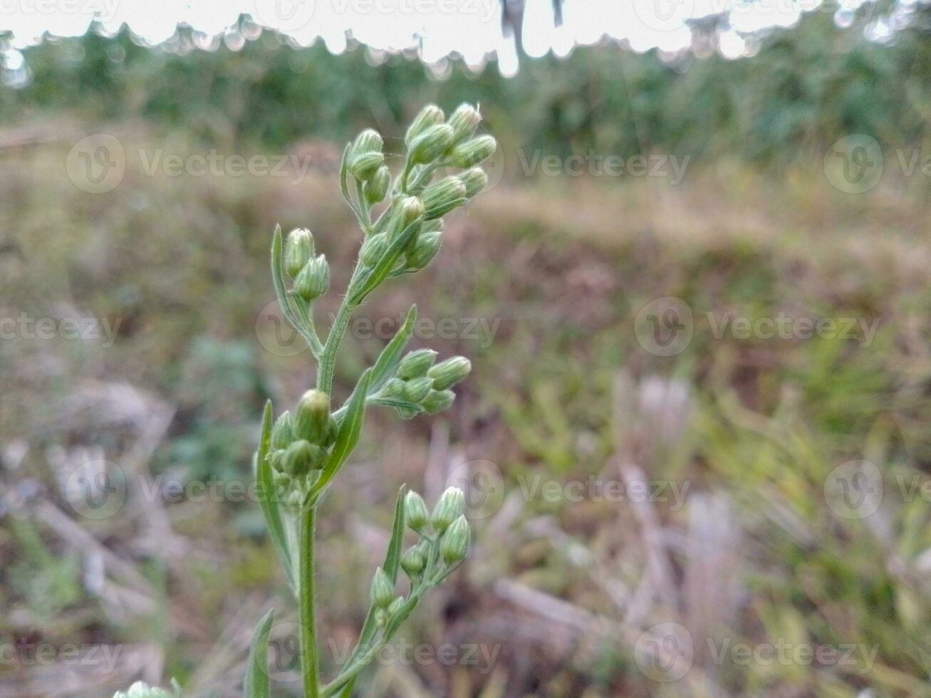 fiore artemisia assenzio foto