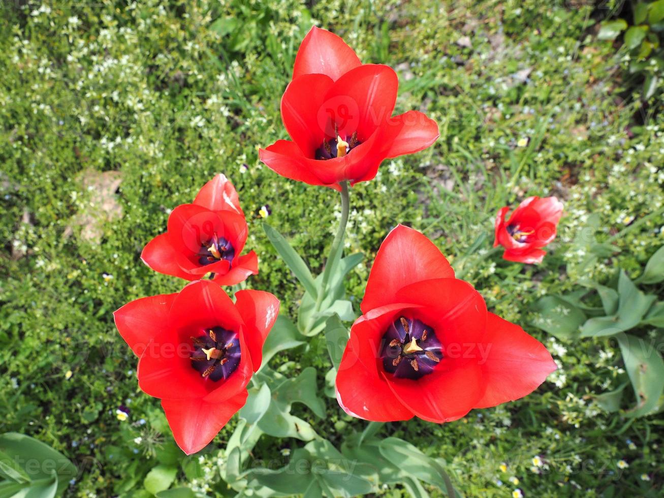 fiore di tulipani rossi foto