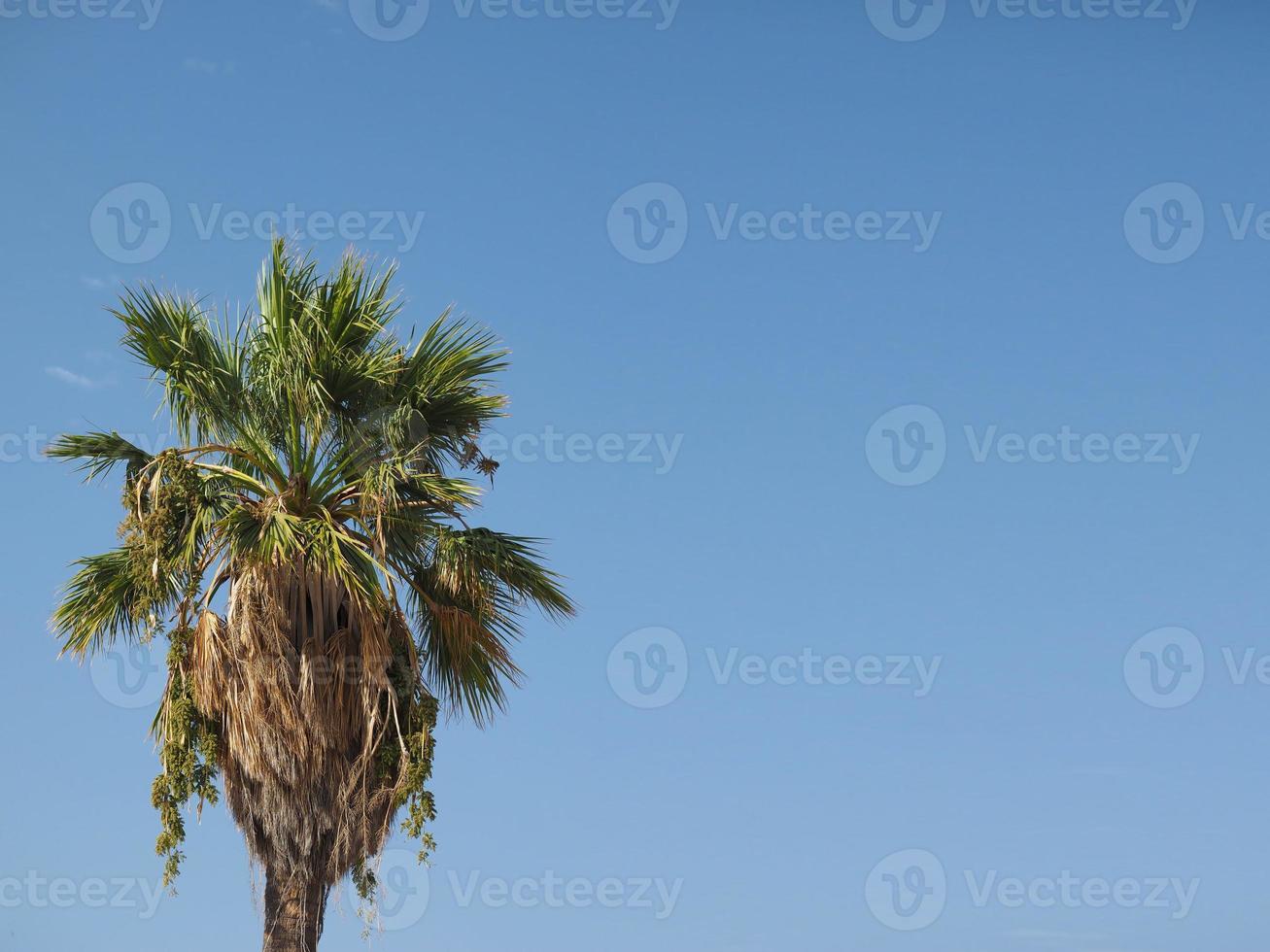 palma sopra il cielo blu foto