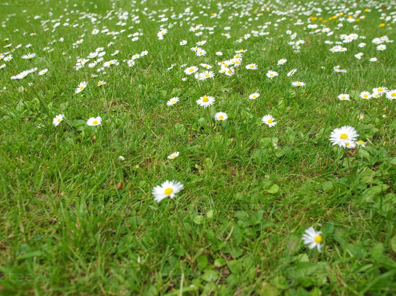 fiore margherita nell'erba foto