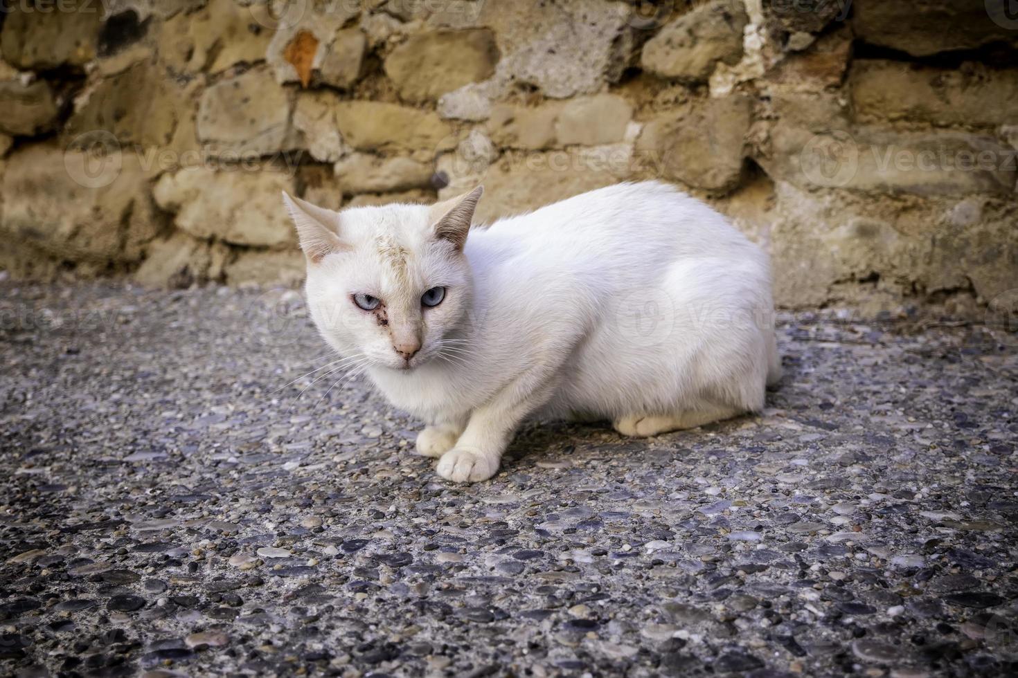 gatto bianco randagio abbandonato foto