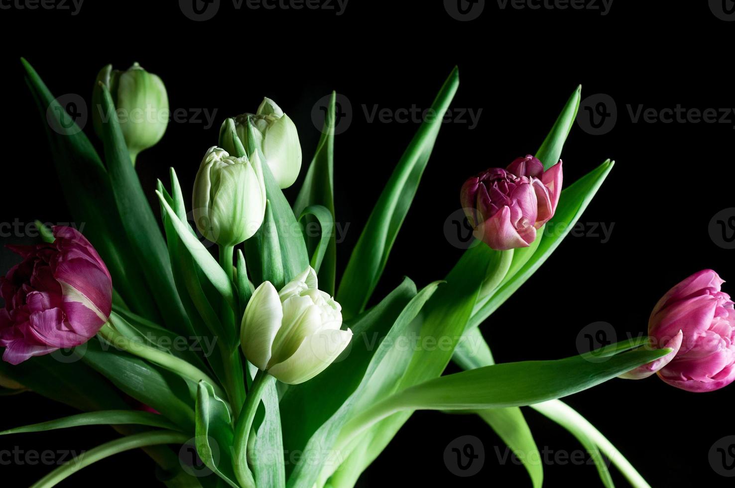 primo piano bellissimo sfondo scuro di fiori di tulipano rosa e bianco foto