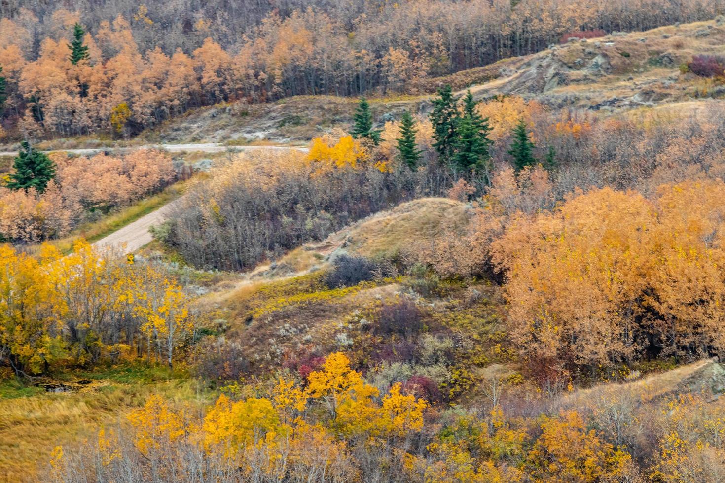 il fiume dei cervi rossi si snoda attraverso i calanchi e sotto il display a colori dell'autunno foto