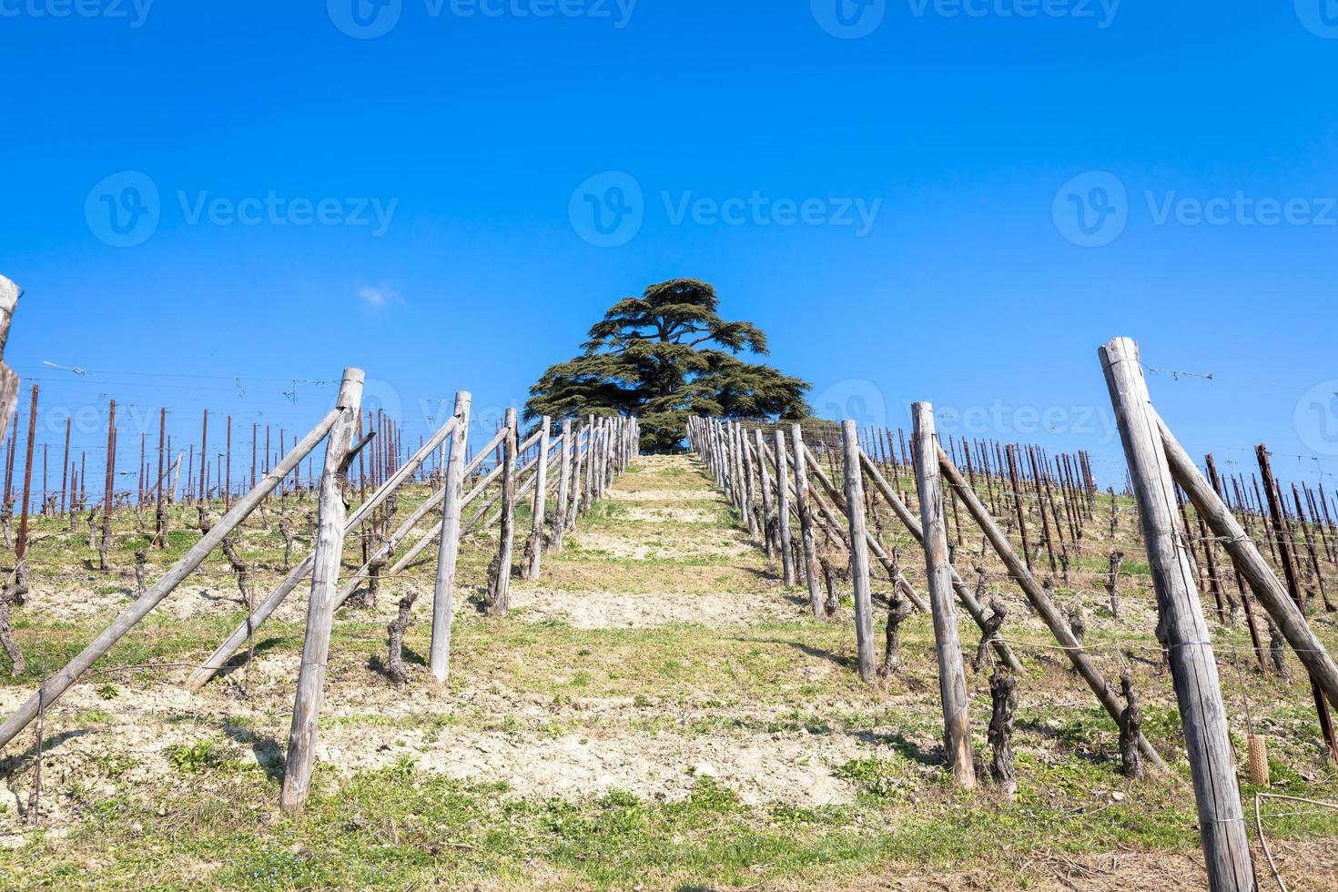 Barolo e la campagna del barbaresco in Piemonte, Italia foto