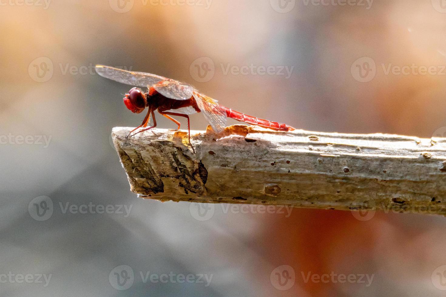 cardinale venerossa libellula appollaiata su un ramo foto