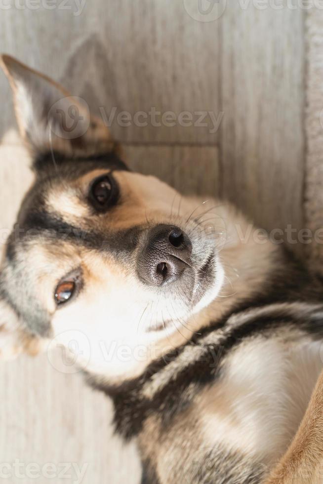 divertente cane di razza mista sdraiato sul pavimento foto