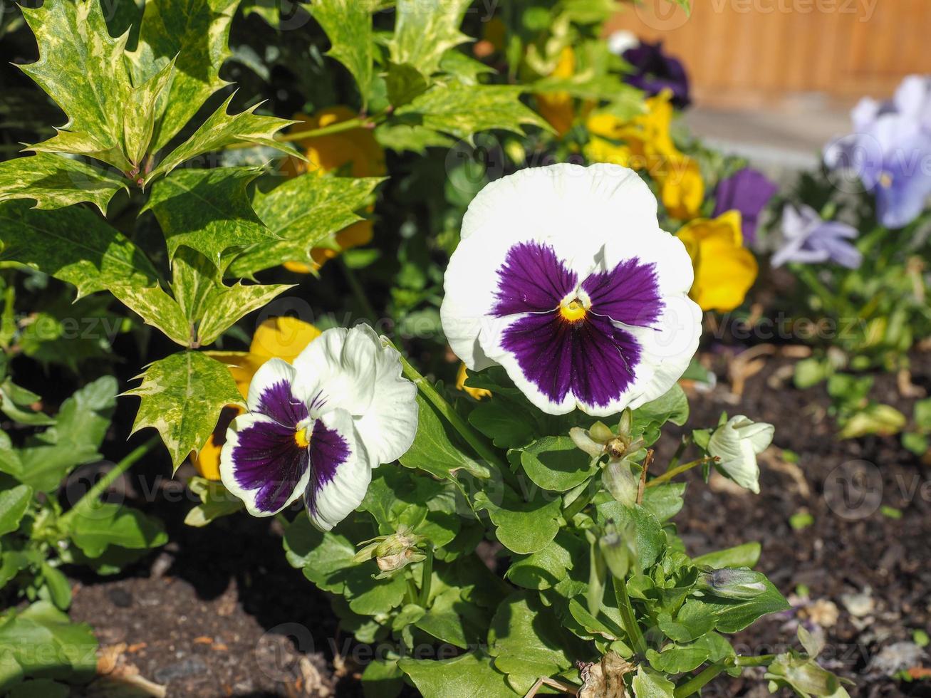 fiore viola bianco e viola foto