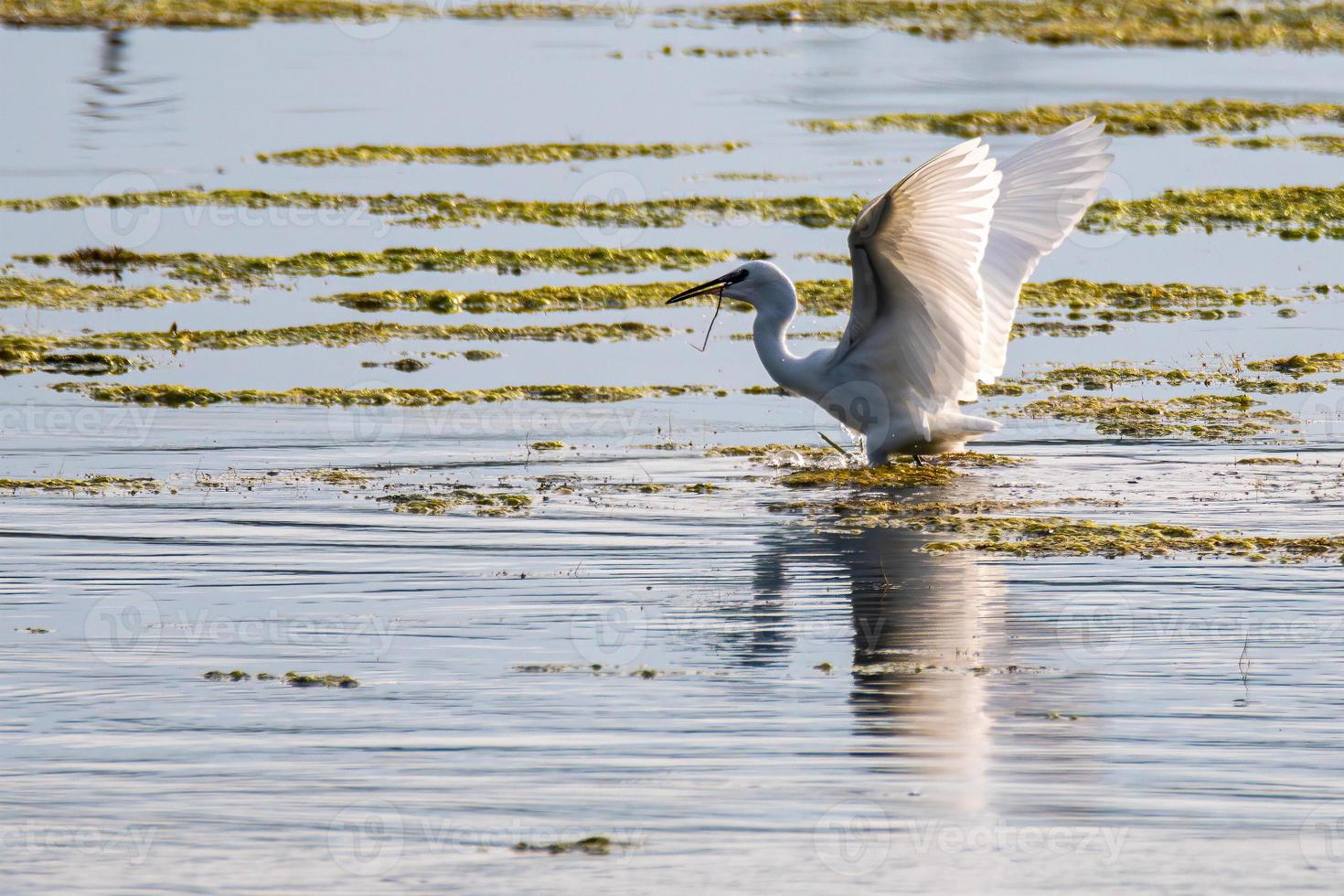 garzetta uccello sul lago in cerca di preda foto