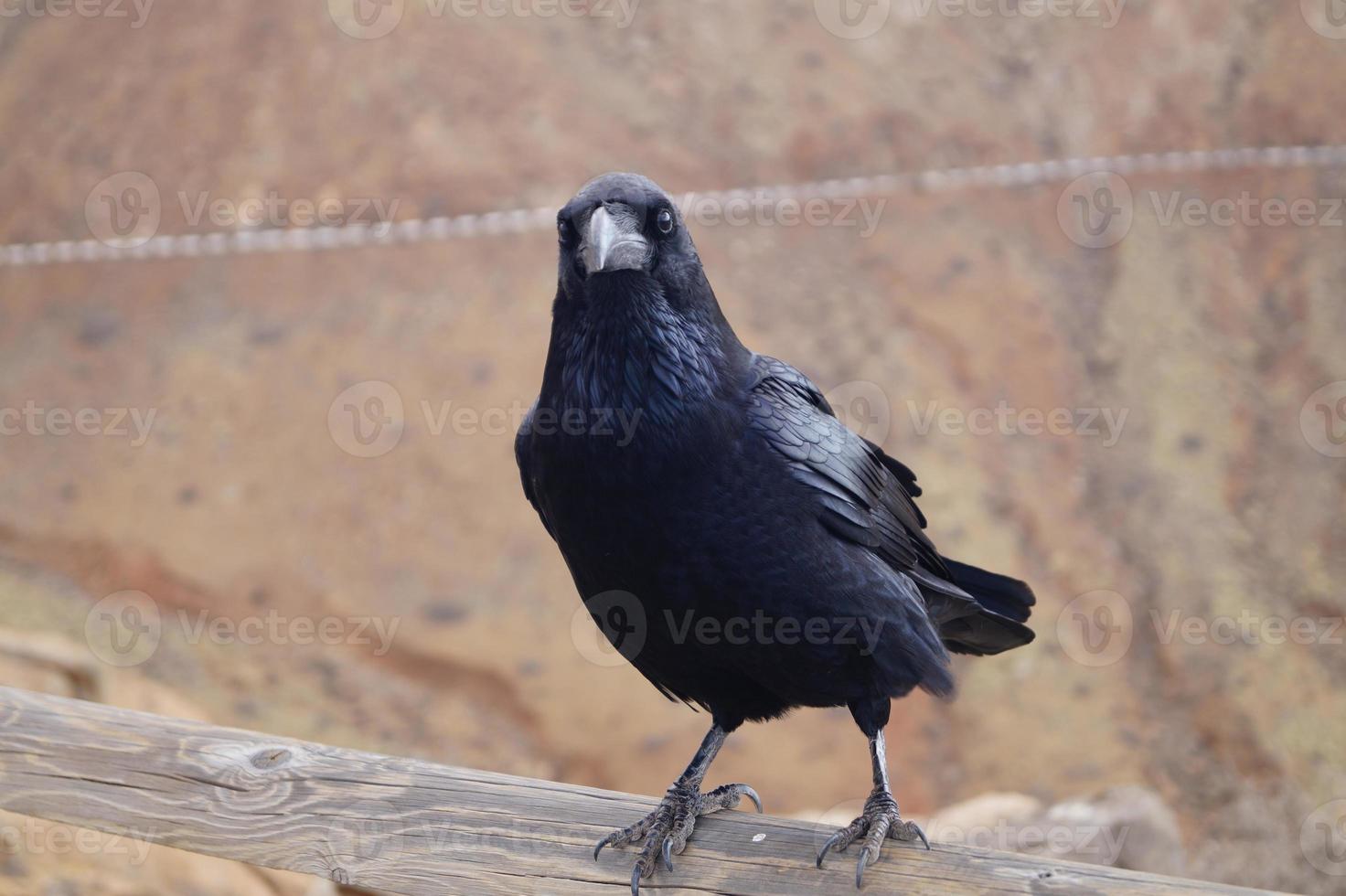 corvo o corvo a fuerteventura - corvus corax foto