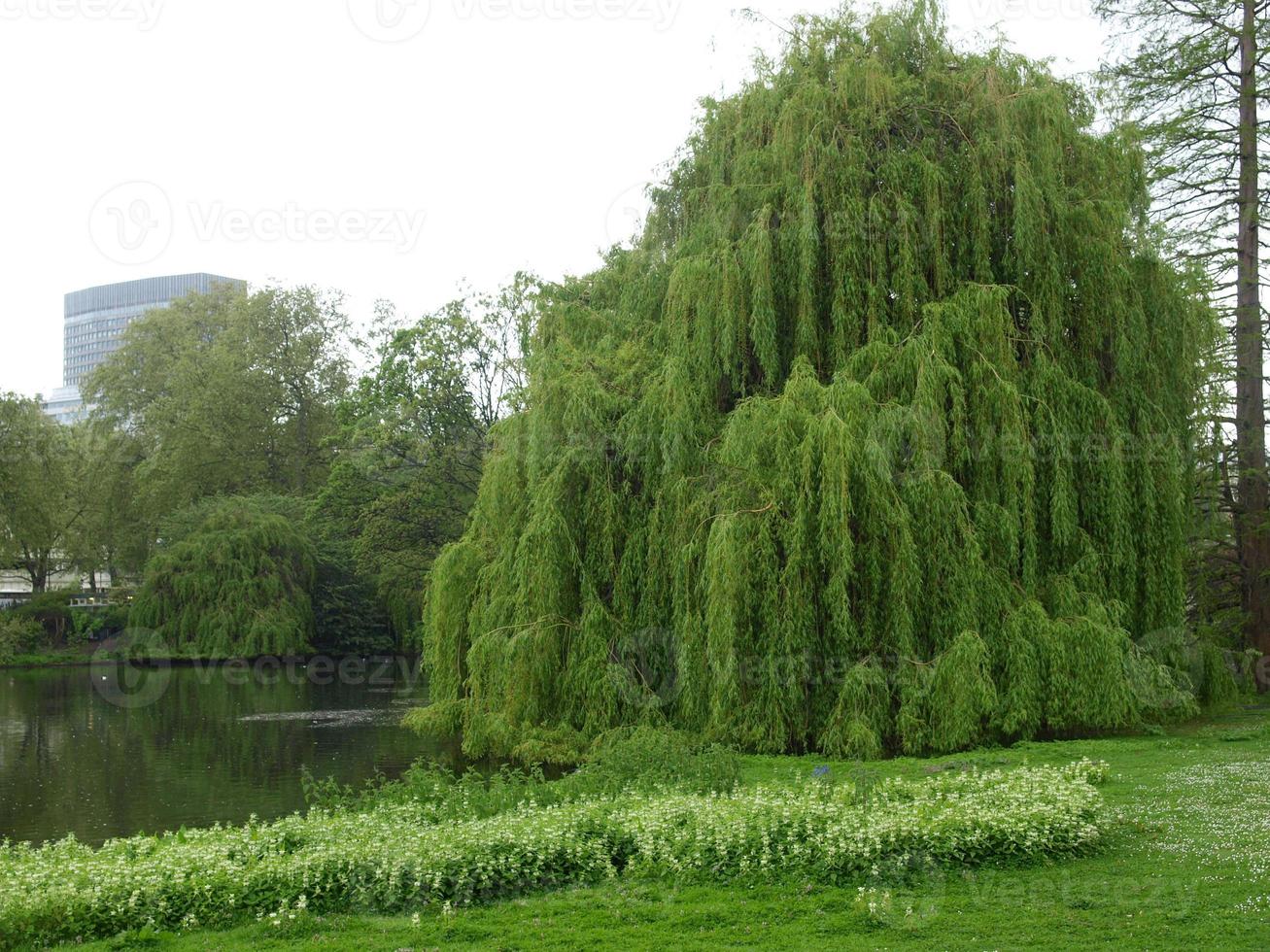 grande albero vicino a uno stagno foto