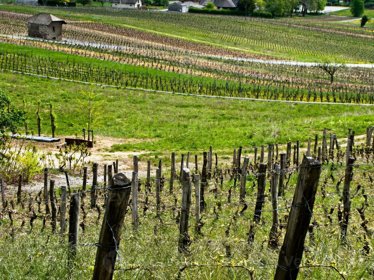 verdeggiante vigneti di chinnin, Savoia, Francia foto