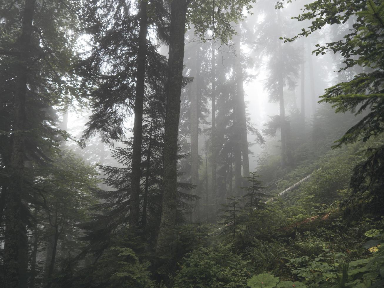 bella foresta di montagne del Caucaso nella nebbia. Russia foto