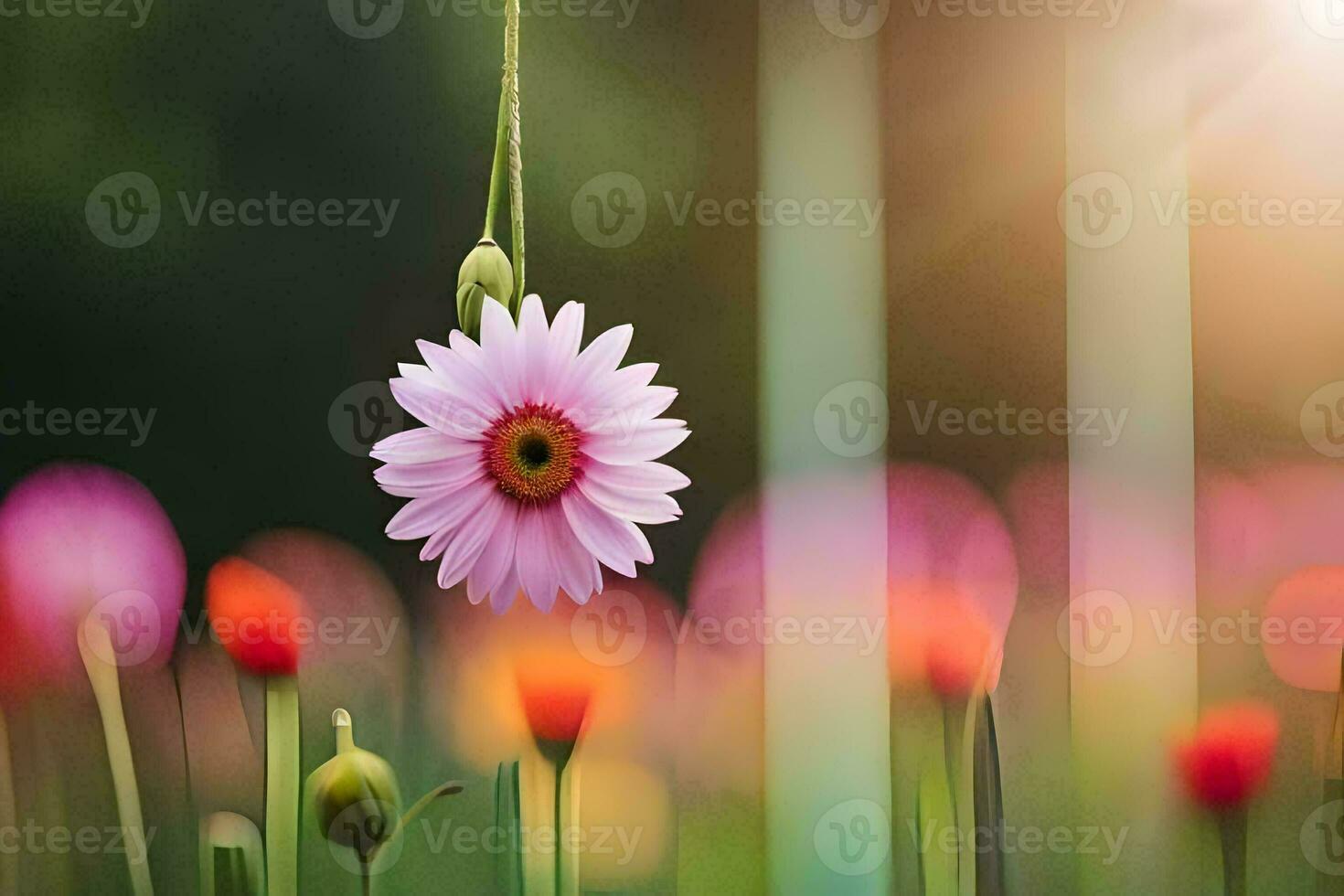 un' rosa fiore è sospeso a partire dal un' corda nel un' campo. ai-generato foto