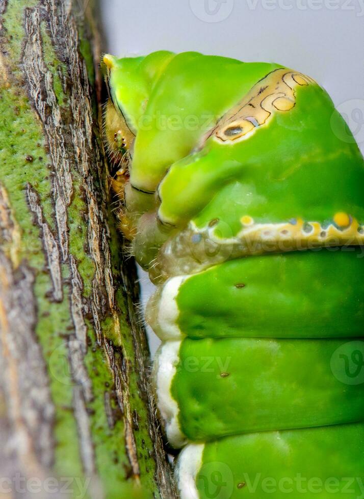 vicino su verde bruco farfalla con su sfocatura sfondo . foto