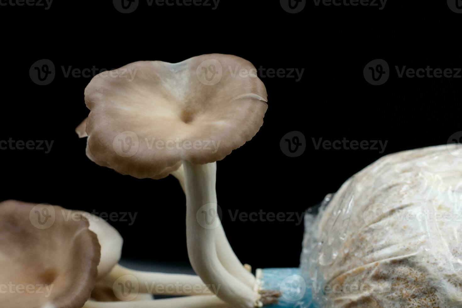 ostrica fungo crescere su di il Borsa su nero sfondo , gruppo ostrica fungo . foto