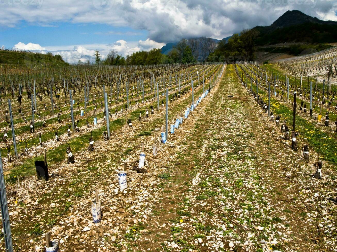 verdeggiante vigneti di chinnin, Savoia, Francia foto