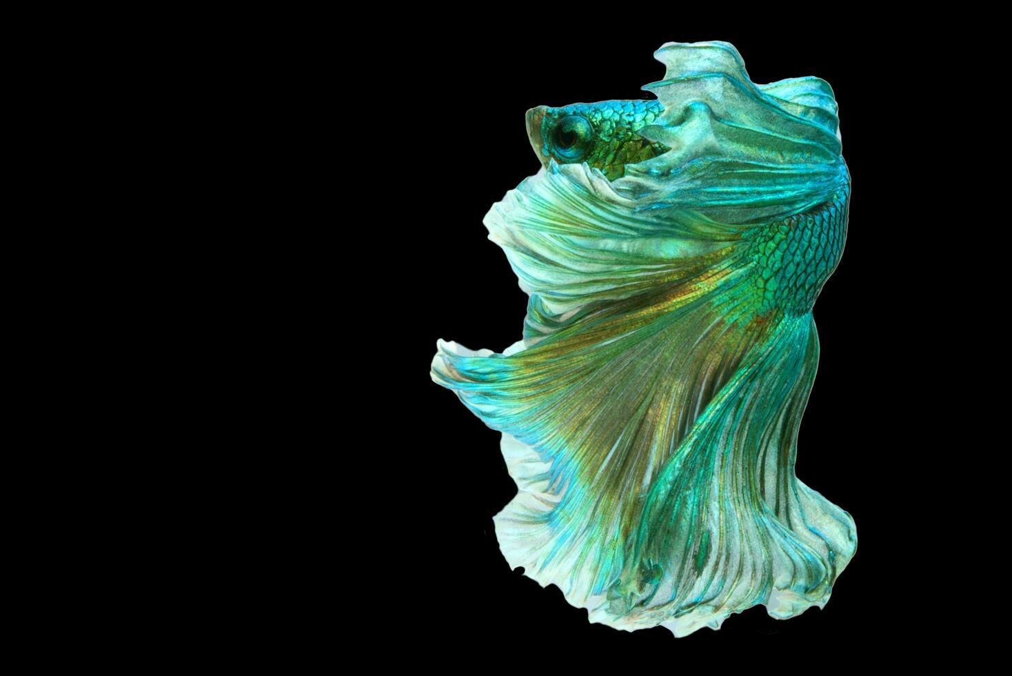 bellissimo buio verde betta pesce movimento, fantasia mezza luna meglio, il in movimento momento bellissimo di siamese combattente pesce, betta splendens, ritmico di betta pesce su nero sfondo con ritaglio sentiero. foto