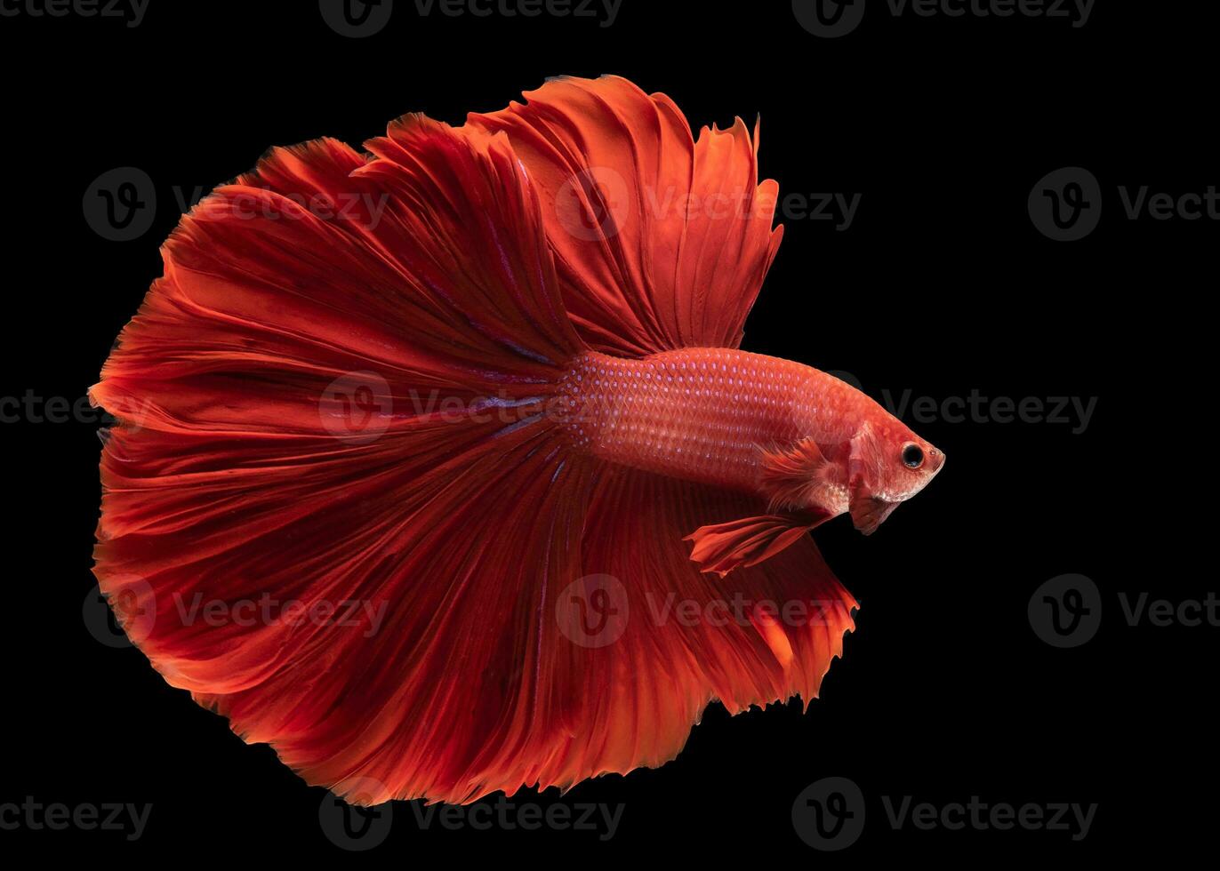 bellissimo movimento di siamese combattente pesce, avvicinamento di rosso betta pesce. betta splendens isolato su nero sfondo, studio sparo. foto