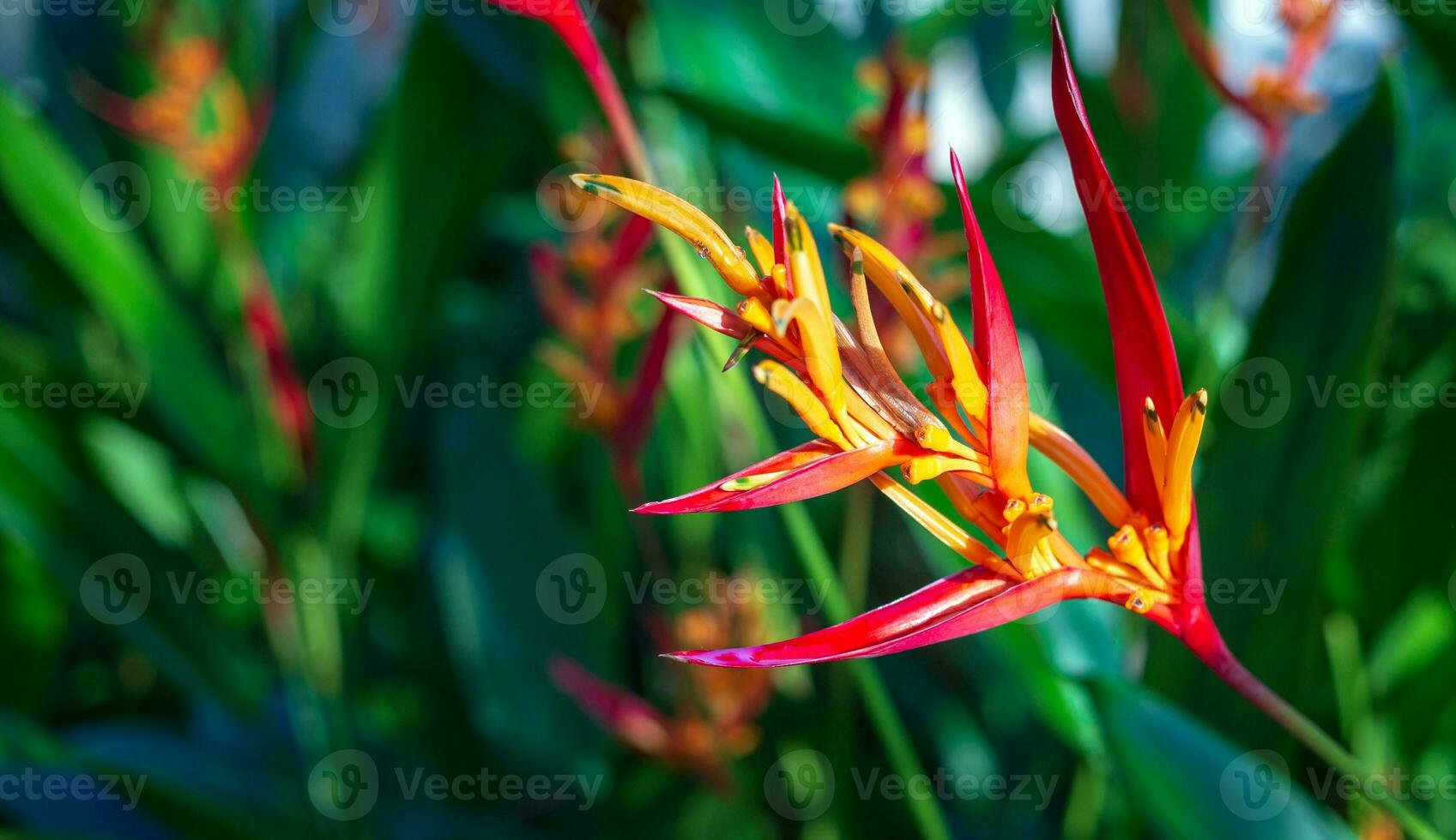 bellissimo heliconia fiore su leggero e buio tropicale foglia natura sfondo. foto