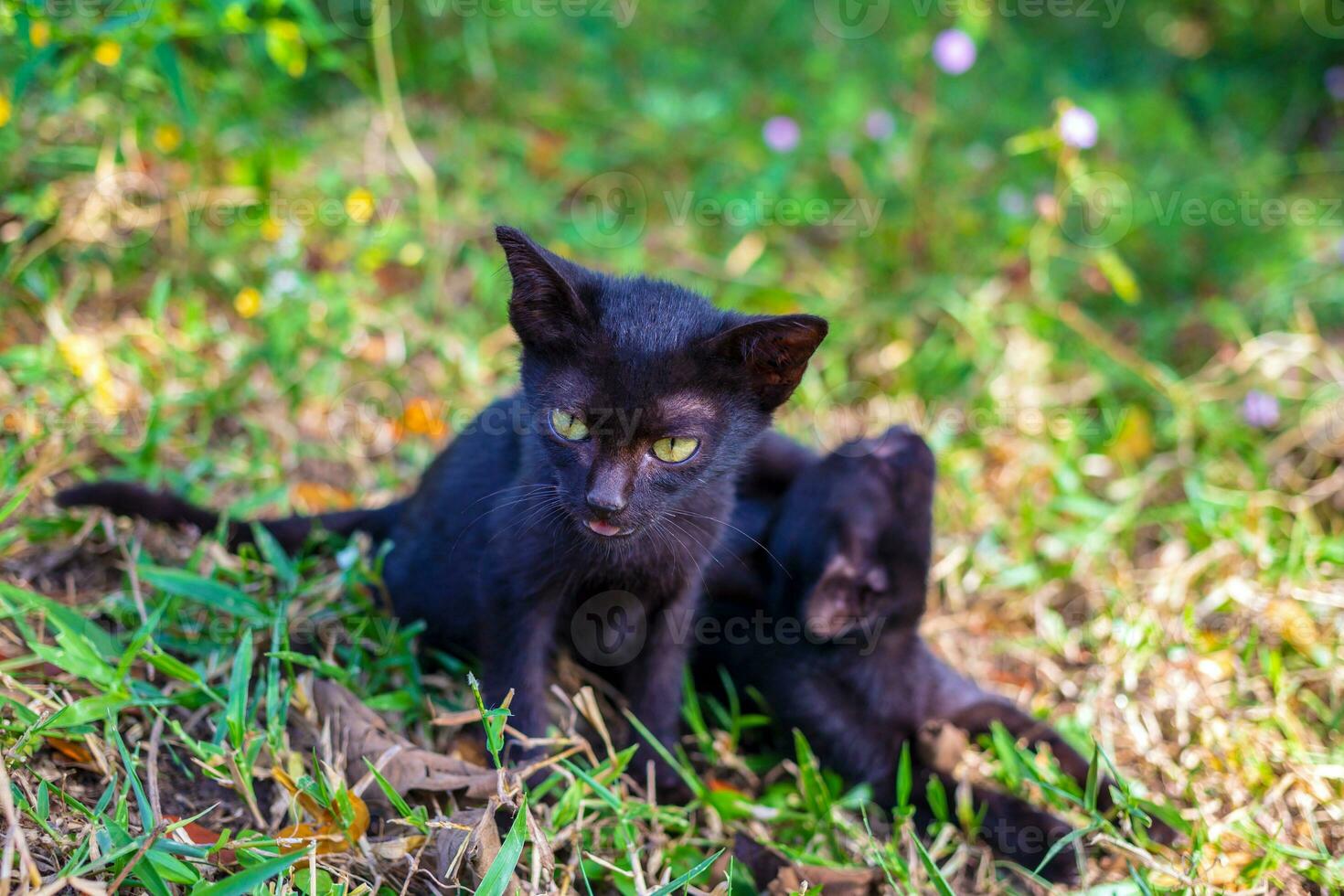 Due adorabile nero gattini giocando in esecuzione e chasing ogni altro felicemente insieme.gattini nel il giardino foto