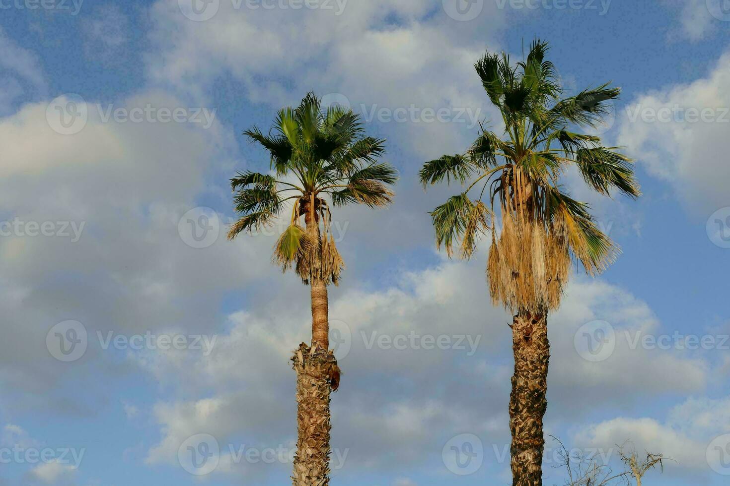 palme tropicali foto