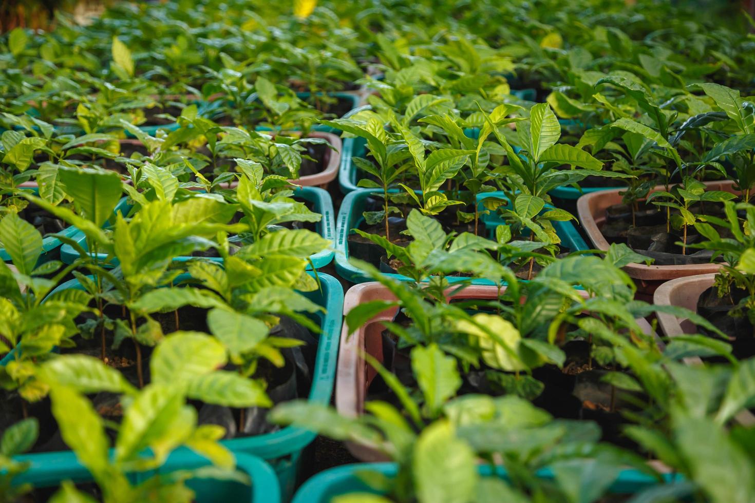 piantine di alberi di cacao nel vivaio foto