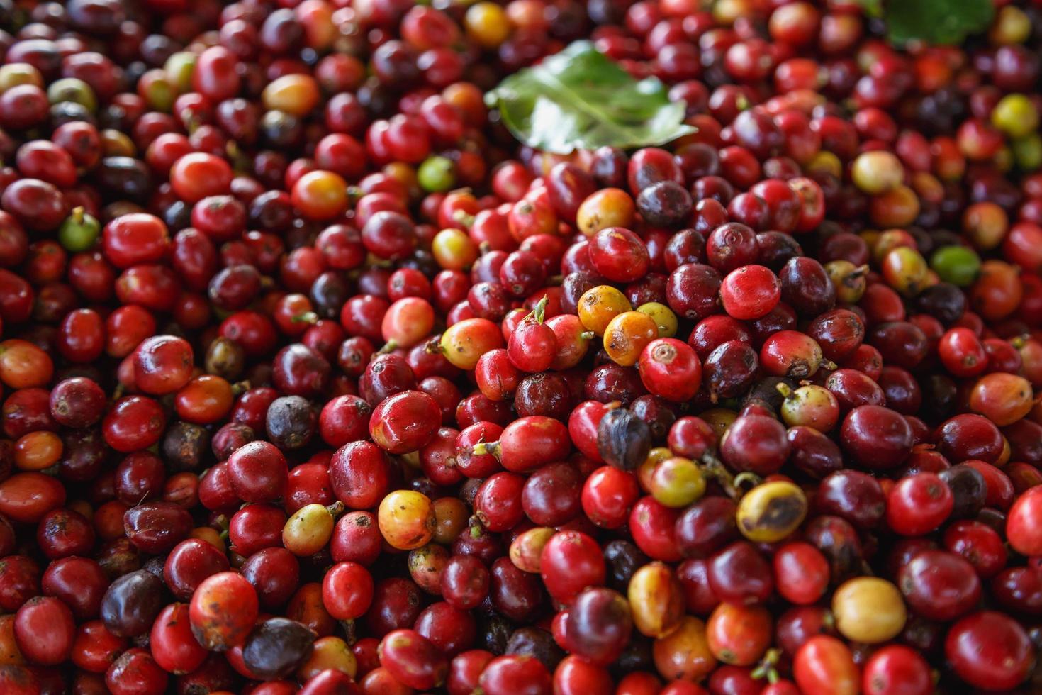 primo piano di chicchi di caffè crudo rosso fresco foto