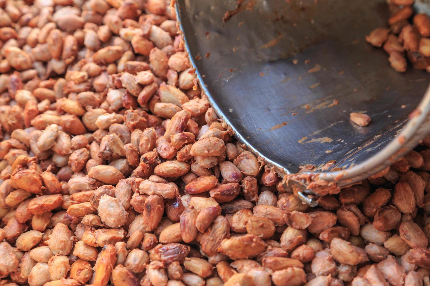 le fave di cacao vengono fatte fermentare in un serbatoio di fermentazione. foto