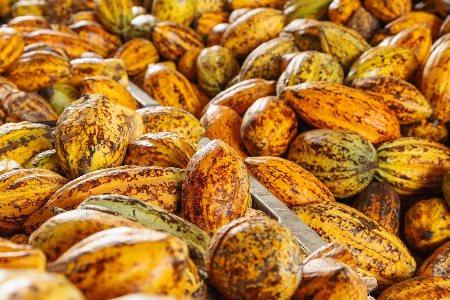 baccelli di cacao baccelli di cacao fattoria di cioccolato biologico in fabbrica foto