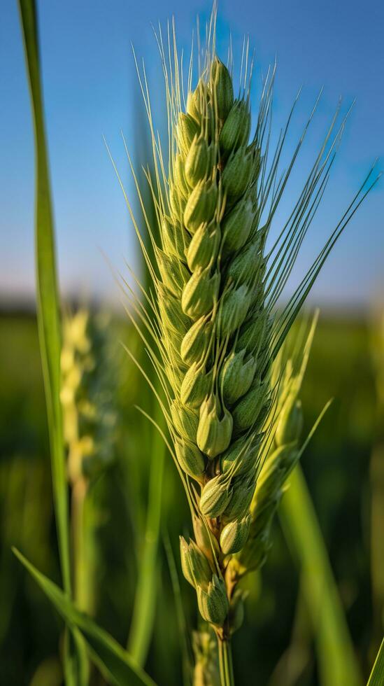 verde orzo spuntone avvicinamento, verde Grano, pieno grano, vicino su di un orecchio di acerbo Grano, ai generativo foto