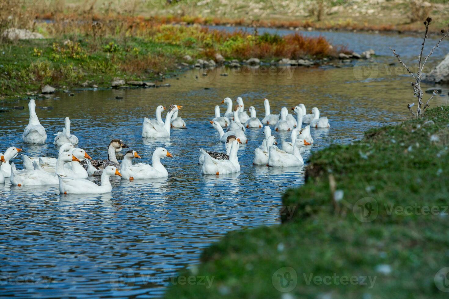 un' gregge di bianca oche nuotate nel il acqua di il lago. foto