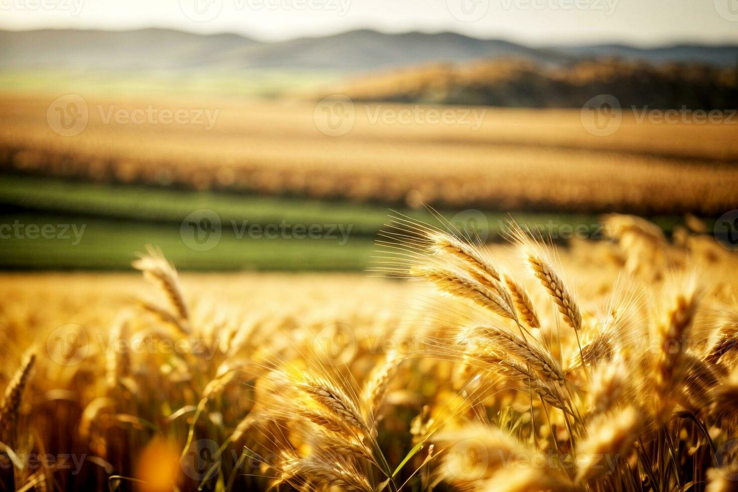 autunnale Grano orzo campo a tramonto. commerciale appello con ampio testo spazio. ai generativo foto