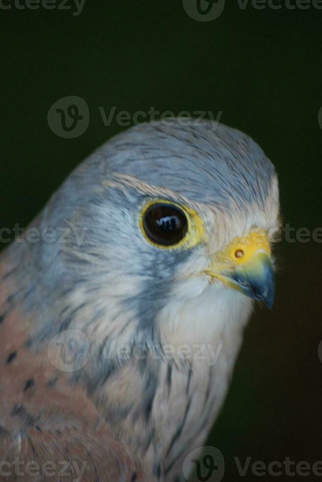 selvaggio uccello di preda con sbalorditivo piume foto