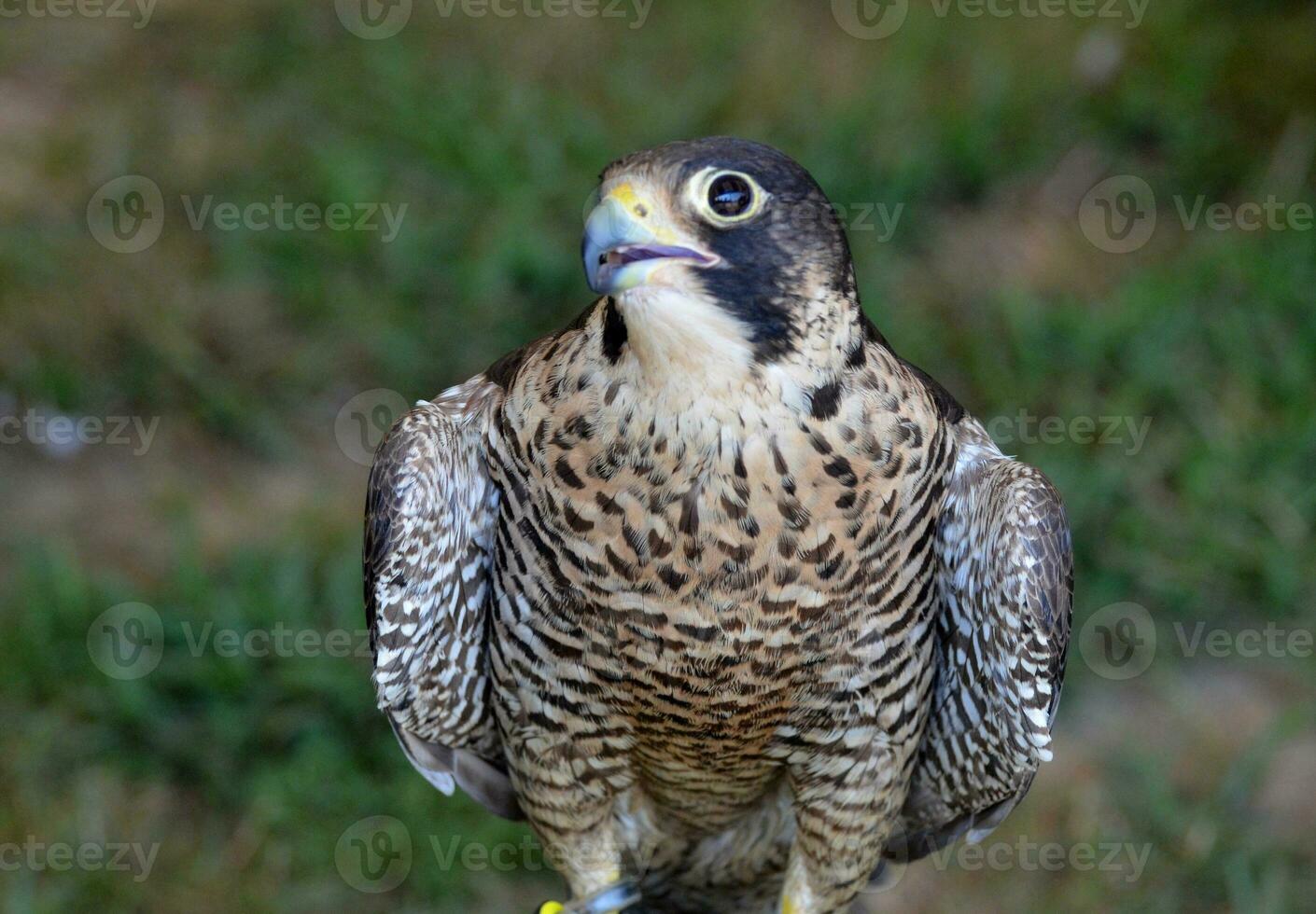 bellissimo uccello di preda con grande occhi Aperto largo foto