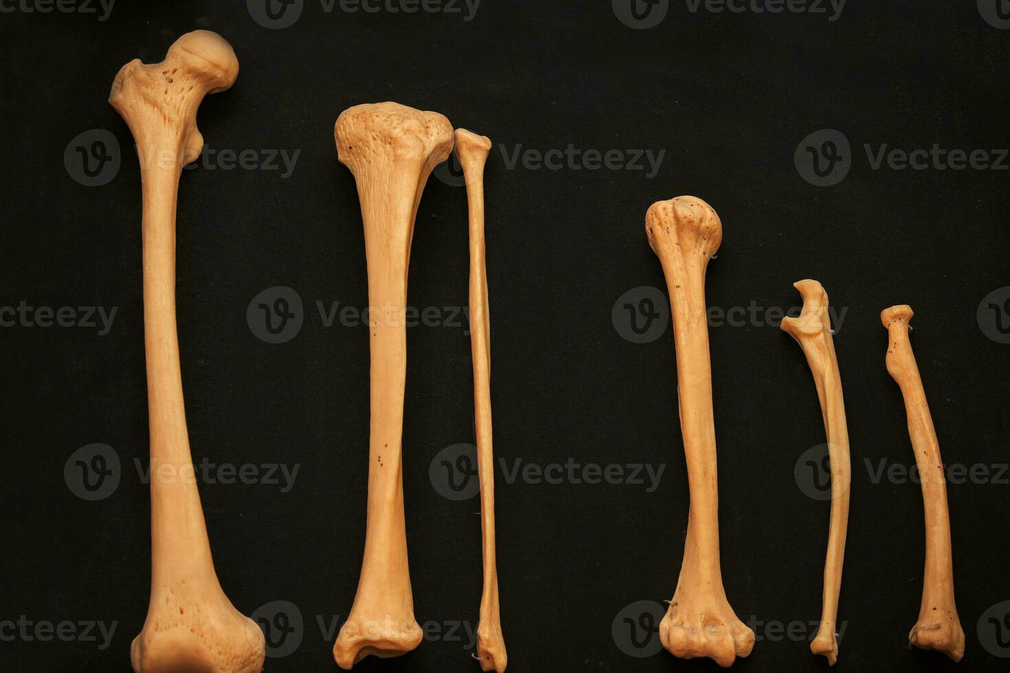 ossatura di il umano scheletro avvicinamento su un' nero sfondo come un' insegnamento medico Materiale per studenti. foto