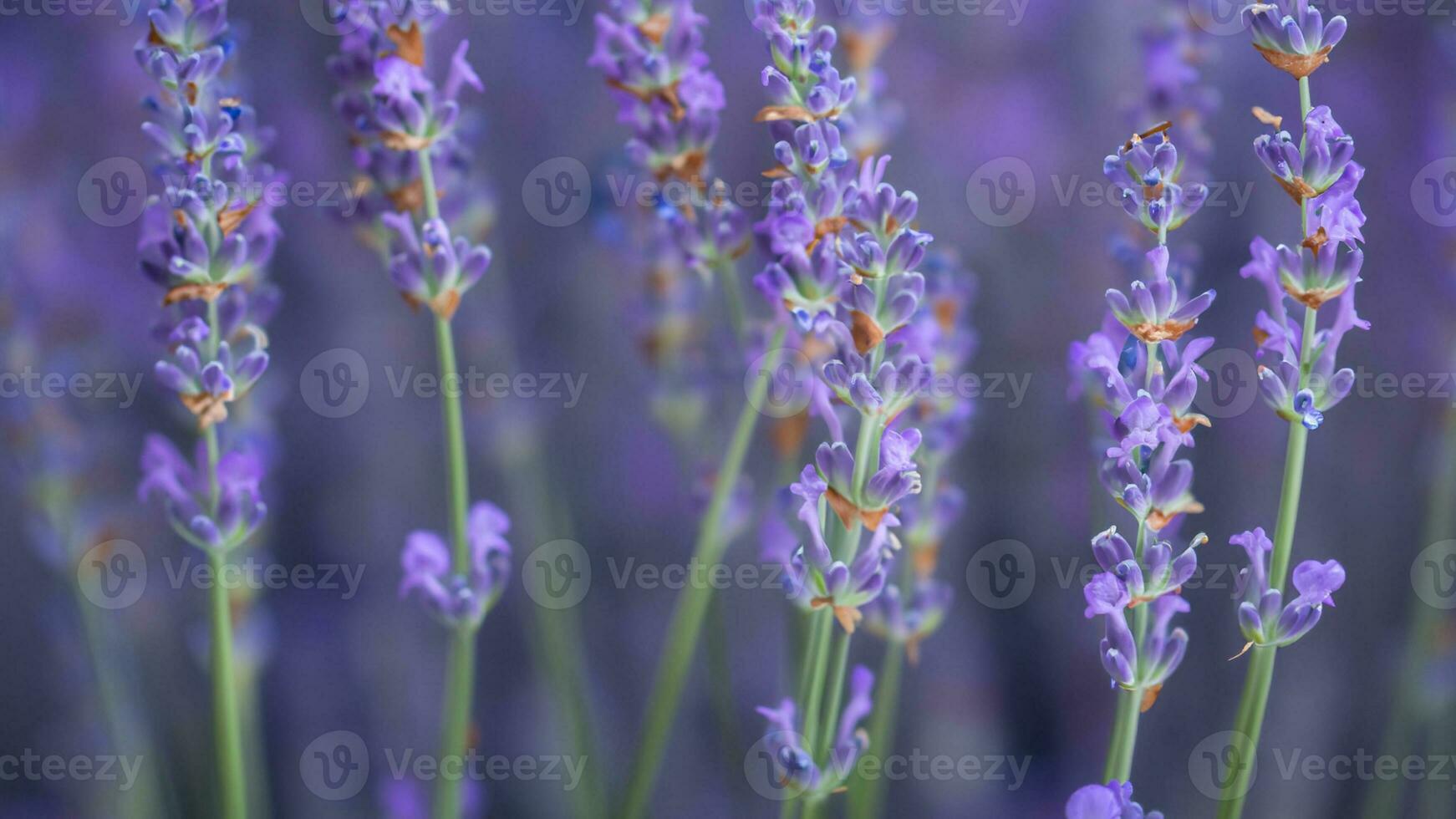 alto dettaglio, avvicinamento di lavanda fiori, isolato su nero foto