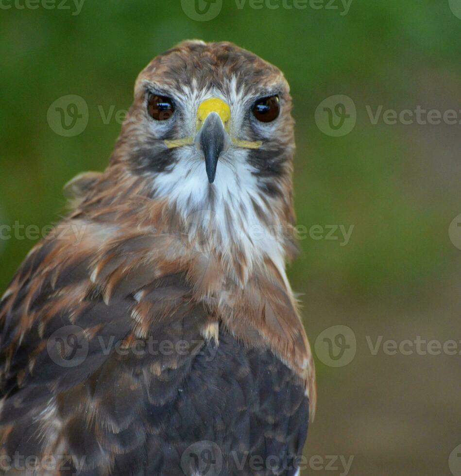 uccello Guardando fotografie di un' selvaggio falco guardare a il telecamera