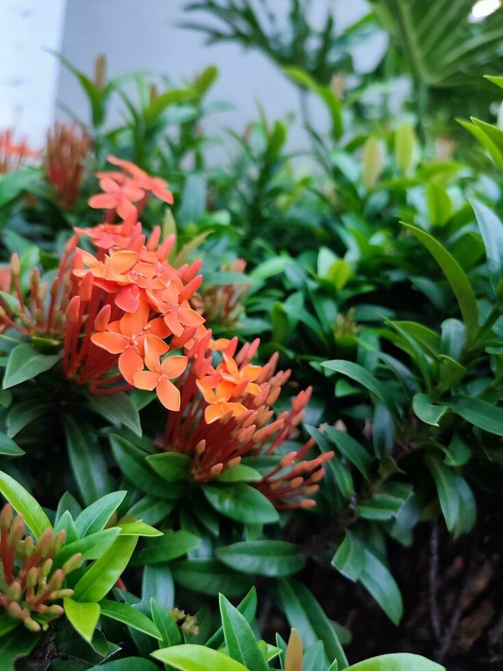 soka fiore, ixora coccinella, giungla geranio, fiamma di il boschi, un' specie di fioritura pianta nel il famiglia rubiaceae foto