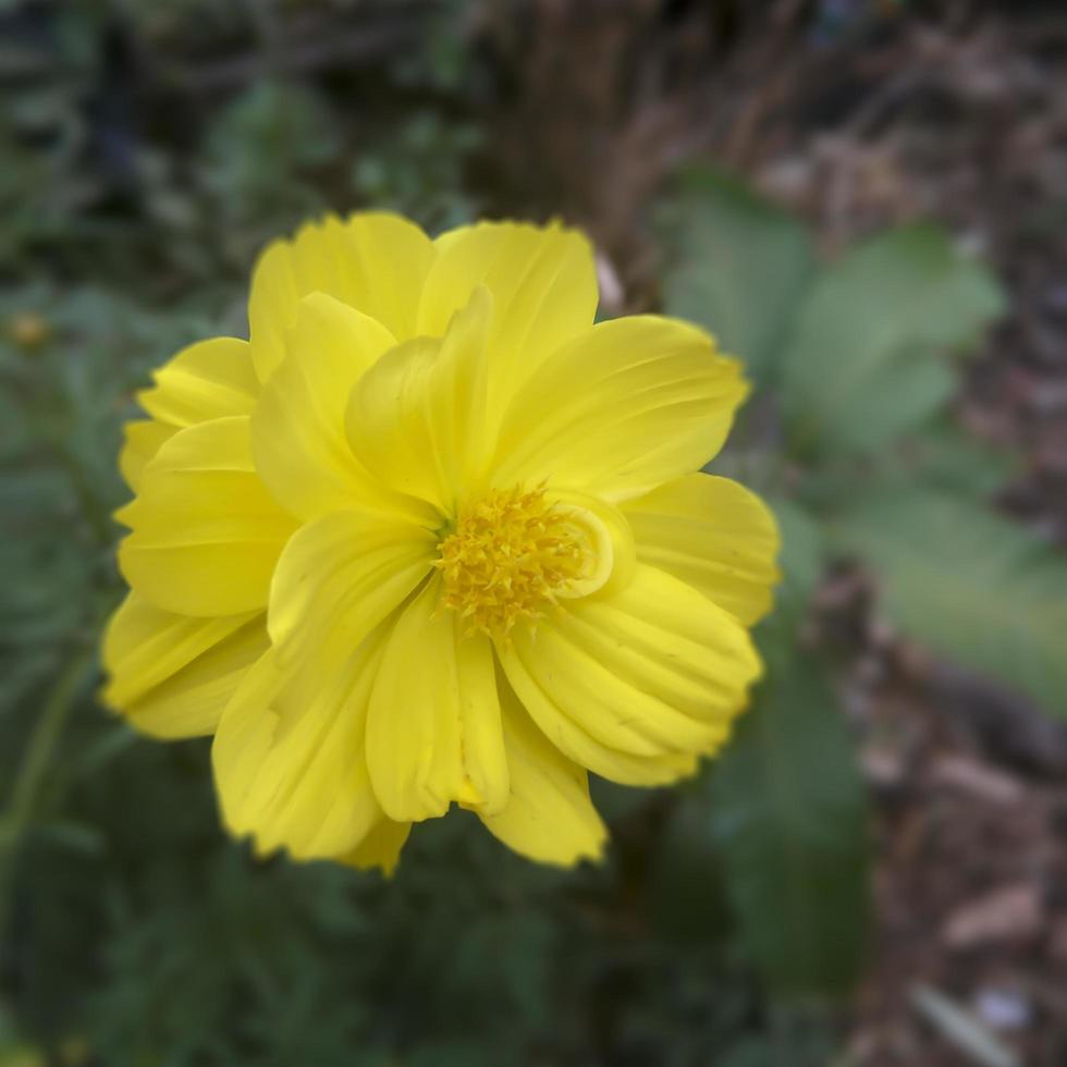 stagione dei fiori gialli in giardino. bel fiore giallo foto