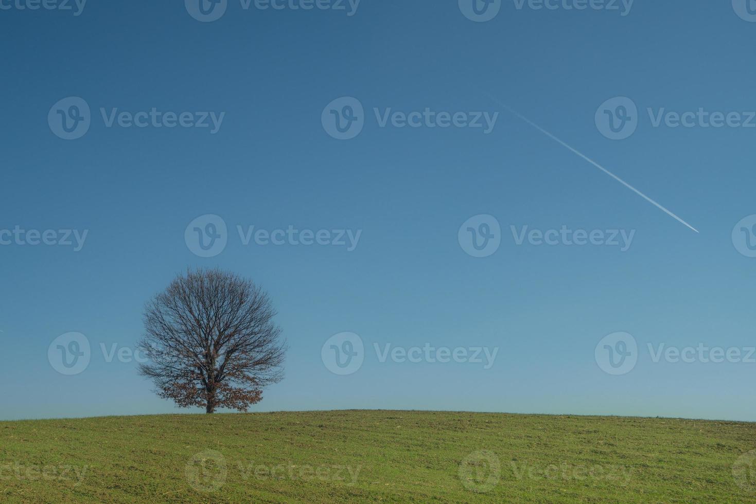 bella vista di un albero alto nel campo verde contro un cielo blu foto