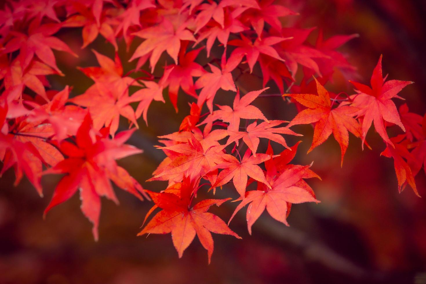 belle foglie di acero rosso in autunno foto