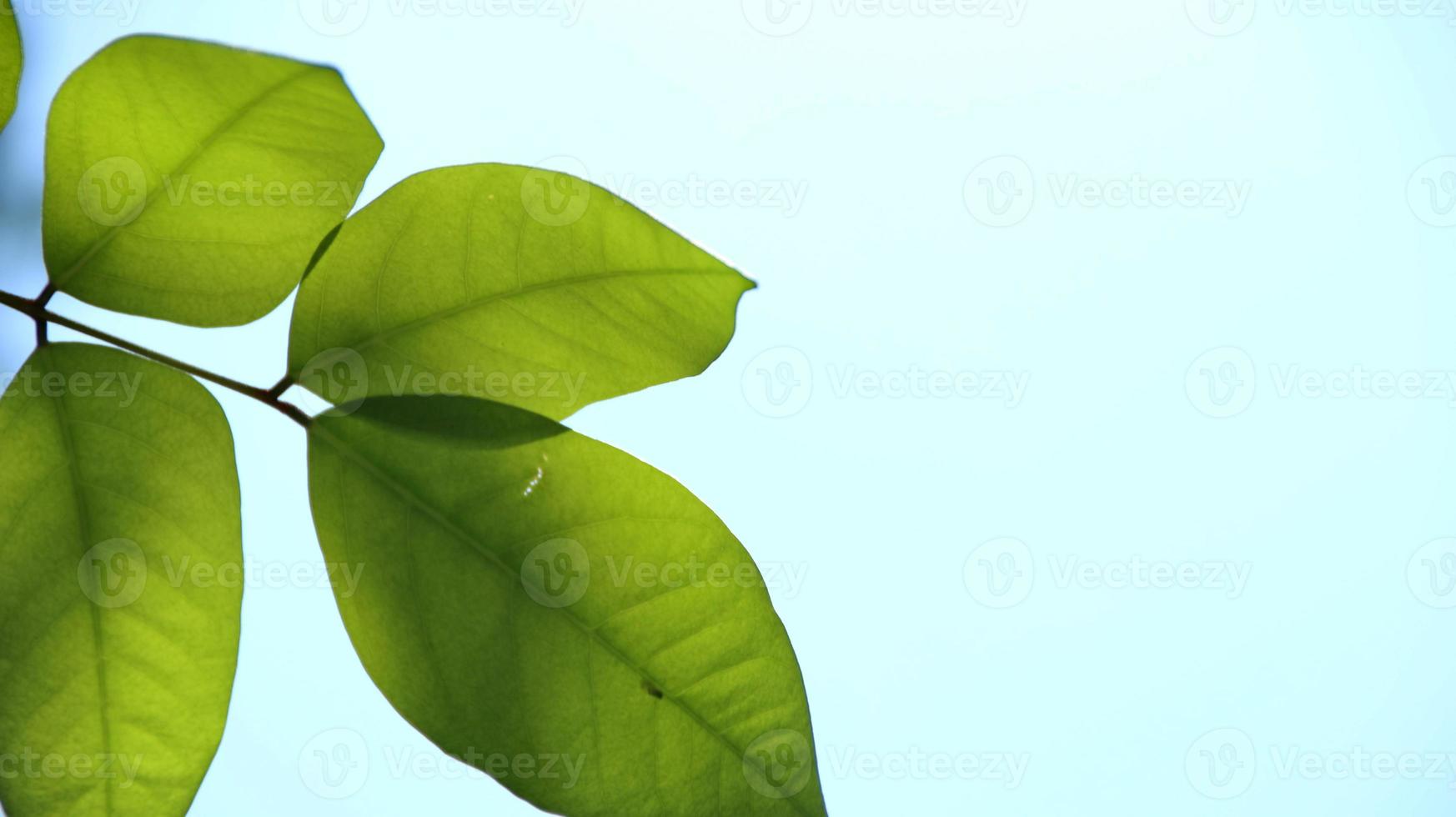 primo piano bella vista della natura foglie verdi su vegetazione sfocata foto