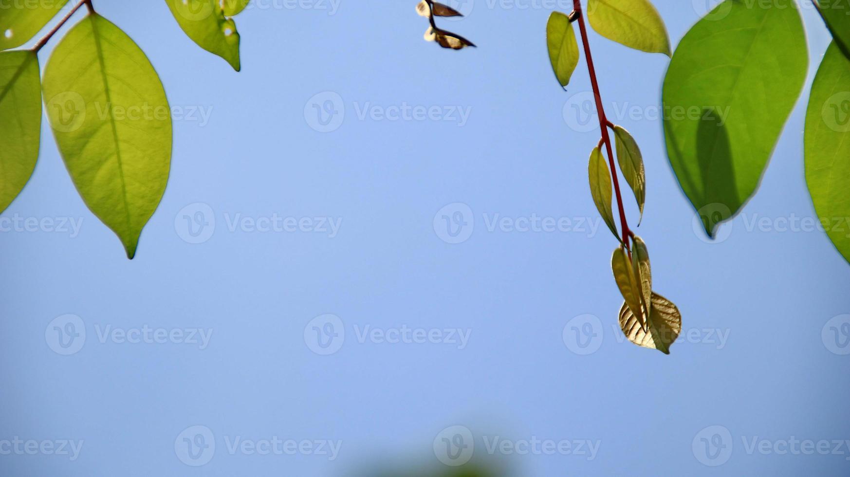 primo piano bella vista della natura foglie verdi su vegetazione sfocata foto